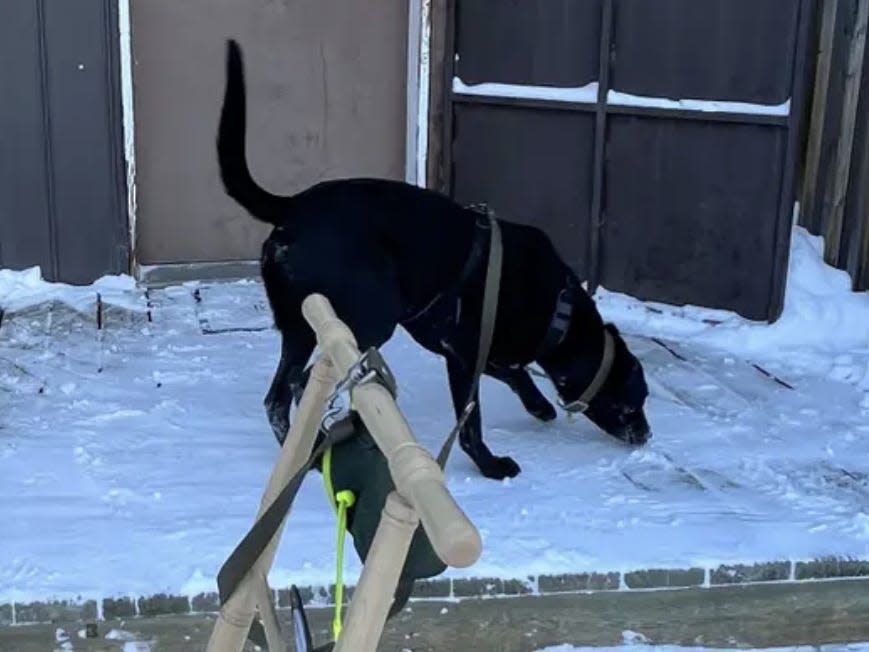 A black lab sniffs at a snow-covered porch
