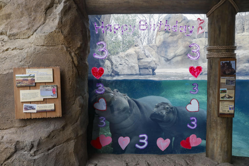 Fiona, a Nile Hippopotamus, right, swims with her mother Bibi, left, after eating her specialty birthday cake to celebrate turning three-years old this Friday, in her enclosure at the Cincinnati Zoo & Botanical Garden, Thursday, Jan. 23, 2020, in Cincinnati. The Cincinnati Zoo is using the third birthday of its beloved premature hippo as a way to raise money for Australian wildlife affected by the recent bushfires. Instead of sending birthday gifts, the zoo is asking people to buy T-shirts that will directly benefit the Bushfire Emergency Wildlife Fund. (AP Photo/John Minchillo)