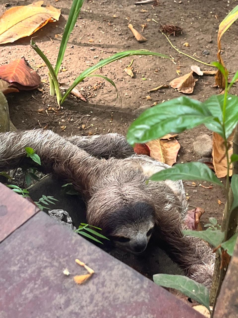 A sloth Ash Jurberg and his wife met on a trip to Costa Rica