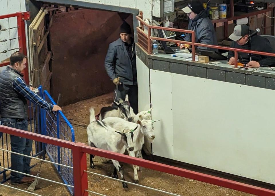 Small groups of animals, like these goats, are efficiently and quickly herded in and out of the arena at Kalona during auction days to keep the bidding flowing.