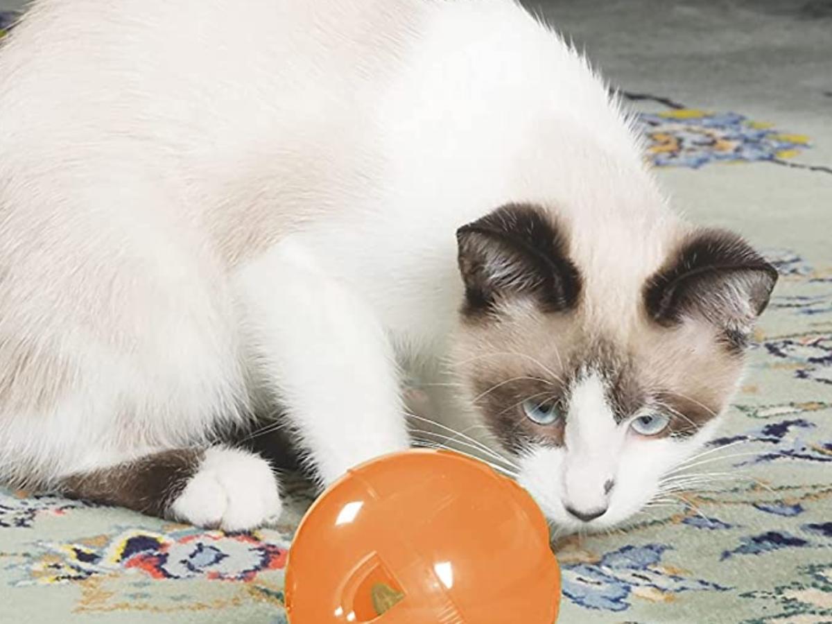 PetSafe Slimcat Interactive Feeder Ball for Cats, Fill with Food