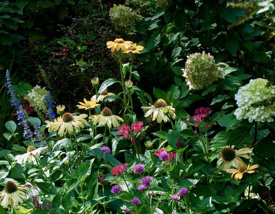 This corner of the bed was showing out in September with Limelight Prime hydrangea, Color Coded One in a Melon coneflower, Sunstar Red Pentas, Truffula Pink gomphrena and Rockin Playin the Blues salvia.