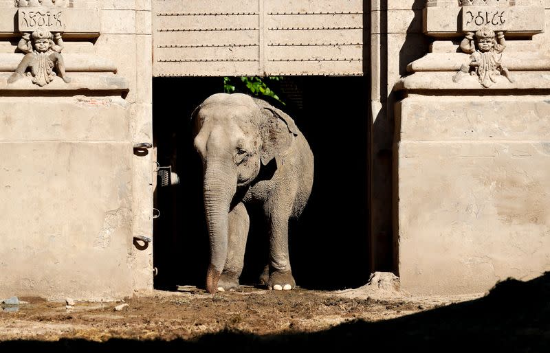 Asian elephant Mara walks out of her enclosure at the former city zoo now known as Ecopark in Buenos Aires