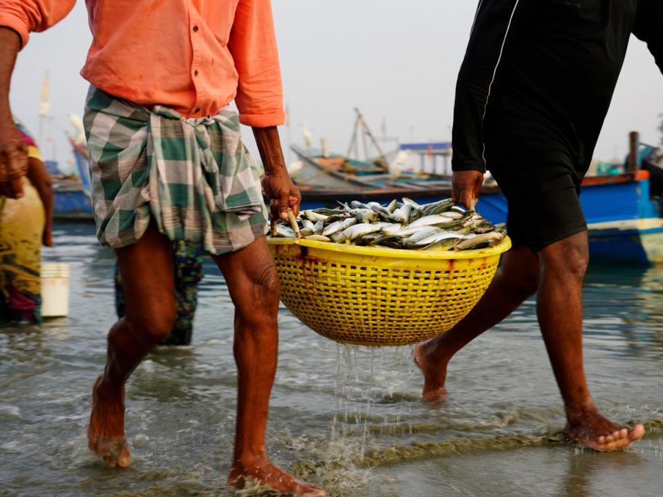 Fishermen bring in their day’s catch in the Chellanam area of Kochi, Kerala state, India, in March (The Associated Press)