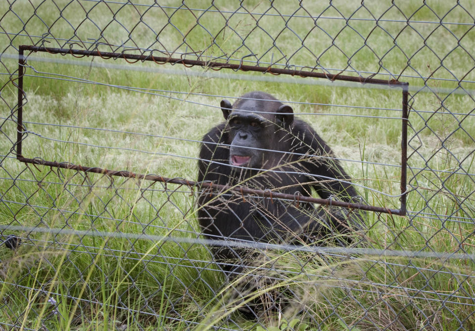 In this photo taken Feb. 1, 2011, chimpanzees sit in an enclosure at the Chimp Eden rehabilitation center, near Nelspruit, South Africa. A paramedic official says chimpanzees at a sanctuary for the animals in eastern South Africa bit and dragged a man at the reserve, badly injuring him. In a statement, Jeffrey Wicks of the Netcare911 medical emergency services company said the man he described as a ranger was leading a tour group at the Jane Goodall Institute Chimpanzee Eden Thursday June 28, 2012 when two chimpanzees grabbed his feet and pulled him under a fence into their enclosure. The international institute founded by primatologist Jane Goodall opened the sanctuary in 2005. It is a home to chimpanzees rescued from further north in Africa, where they are hunted for their meat of held captive as pets. (AP Photo/Erin Conway-Smith)