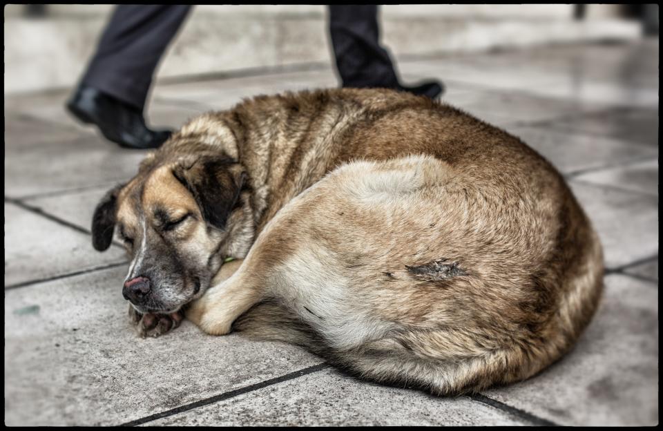 (Photo by Matt Cardy/Getty Images)