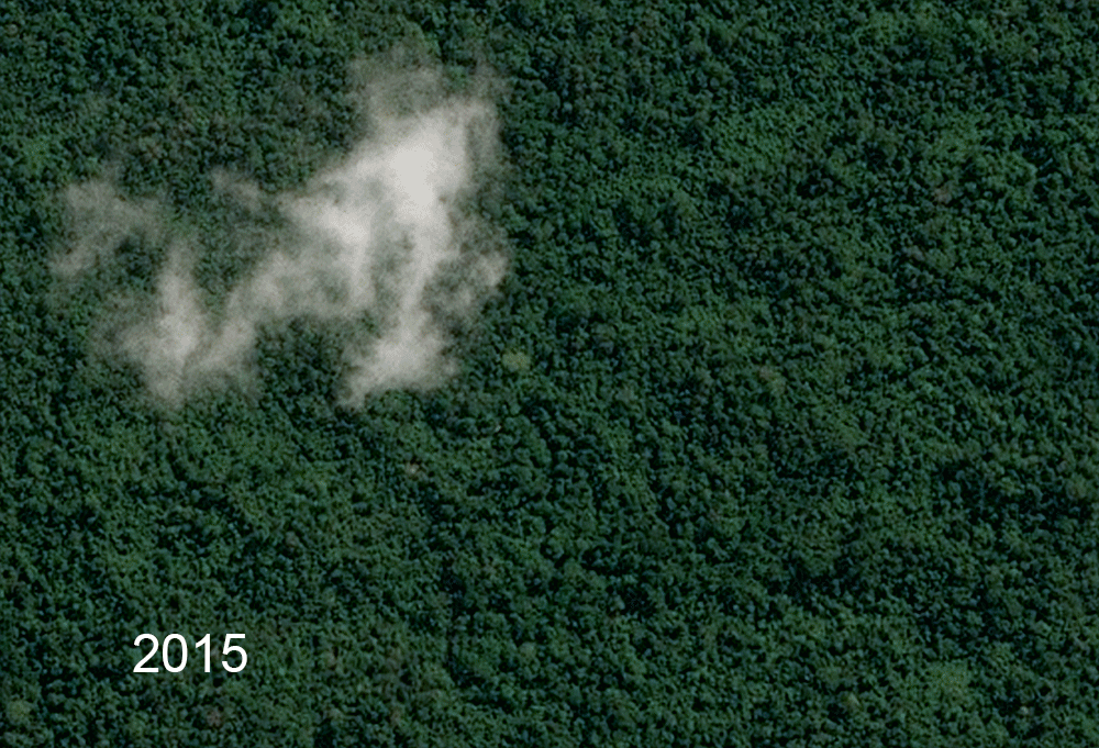 A sequence of satellite images appears to show rainforest in 2015, cleared on the PT. Fajar Surya Swadaya concession in 2016 and the growth of plantation trees in 2017. According to Ed Boyda at Earthrise, the sequence shows the loss of 200 acres, part of an 11 square mile stretch of rainforest apparently cleared. The company is a supplier to APRIL. (Airbus DS / Earthrise; 2017 CNES )
