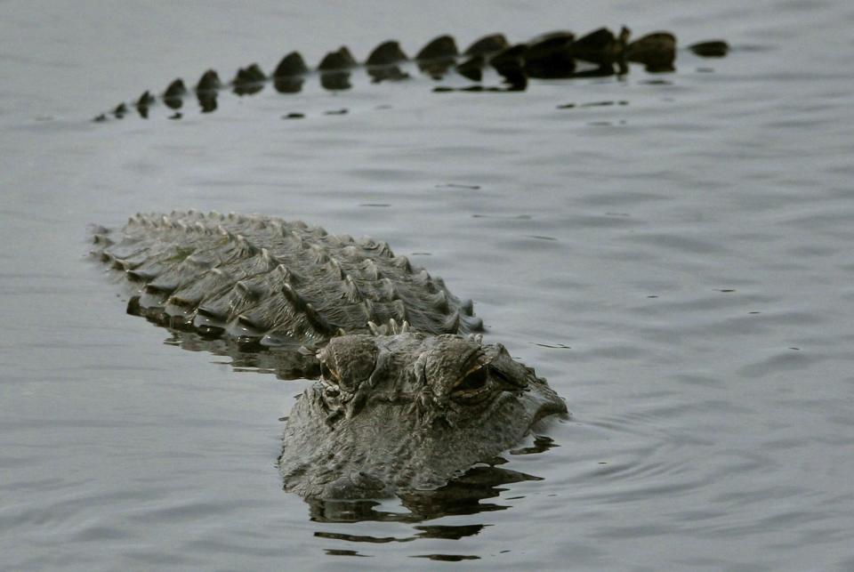 CAPE CANAVERAL, FL - DECEMBER 08: An aligator surfaces in a pond near located near the Space Shuttle Discovery as it sits on launch pad 39b at Kennedy Space Center December 8, 2006 in Cape Canaveral, Florida. NASA will attempt another nighttime shuttle launch December 19 after scrubbing after the first due to excessive cloud cover. (Photo by Mark Wilson/Getty Images)