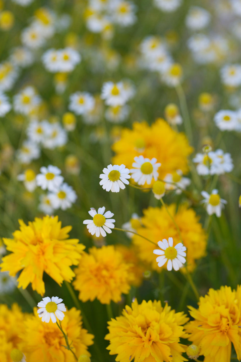 Add color to your garden from spring to fall with our water-wise favorites