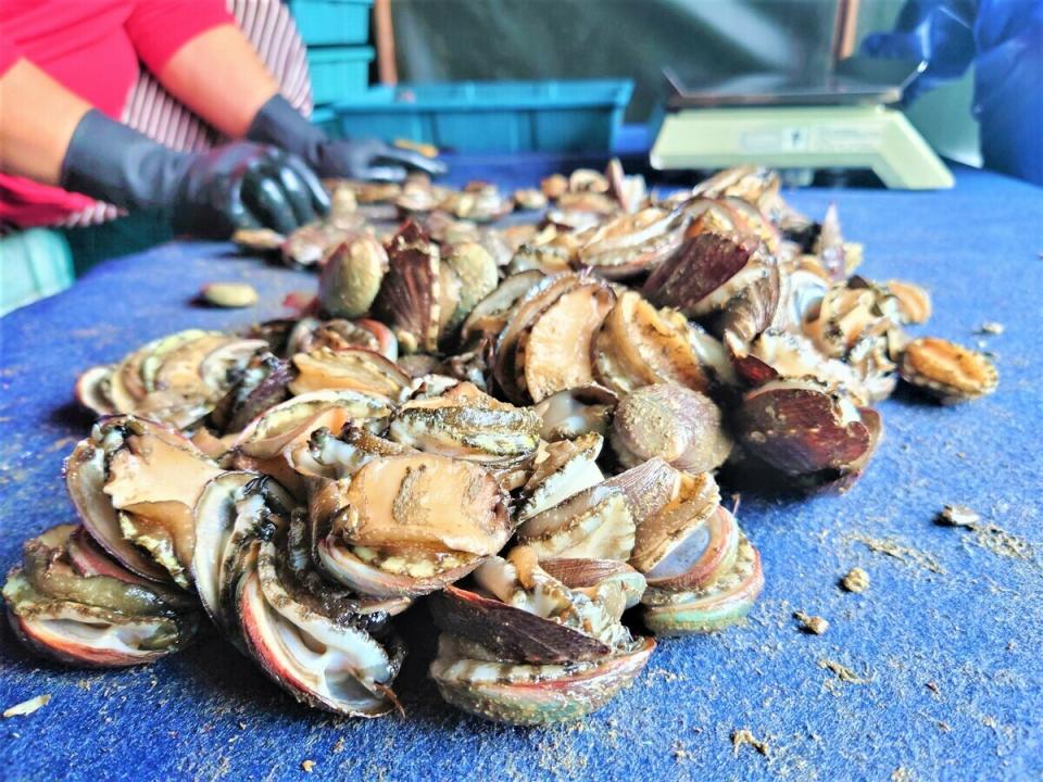 東北角瑰寶-新北貢寮鮑，肉質Q彈爽口，怎麼料理都好吃。   圖：新北市漁業處提供