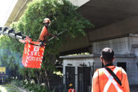 FILE - In this April 19, 2020, file photo, a team of migrant workers from India trim the trees along Holland Road in Singapore. A second wave of coronavirus infections in tightly packed foreign workers' dormitories has caught Singapore off guard, and exposed the danger of overlooking marginal groups in a health crisis. Infections in Singapore, an affluent Southeast Asian city-state of fewer than 6 million people, have jumped more than a hundredfold in two months — from 226 in mid-March to over 23,000, the most in Asia after China and India. (AP Photo/YK Chan, File)