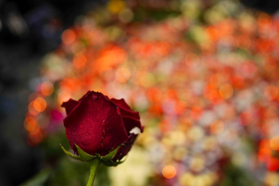 Flowers are placed outside the headquarters of Charles University for the victims of mass shooting in Prague, Czech Republic, Friday, Dec. 22, 2023. A lone gunman opened fire at a university on Thursday, killing more than a dozen people and injuring scores of people. in downtown Prague, Czech Republic, Friday, Dec. 22, 2023. (AP Photo/Petr David Josek)