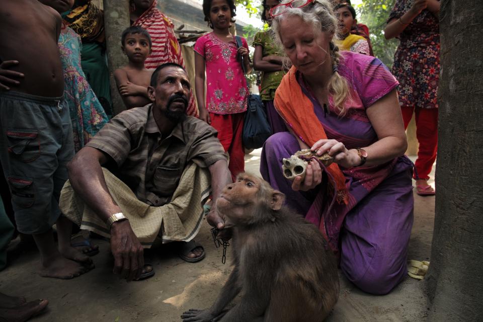 Lisa Jones-Engel served as a senior research scientist at the primate center for 14 years and a faculty member at UW for 17 years. In 2019, she resigned her position at UW in protest and joined People for the Ethical Treatment of Animals as a senior scientific advisor for primate experimentation. This photo was taken in 2014-15 in Bangladesh where Jones-Engel was collecting biological samples from performing monkeys and first needed to win their trust by quietly sitting with them.