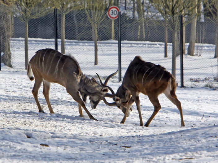 Two greater kudus fight in the snow-covered Zoological Park of Thoiry, west of Paris, Friday Feb. 10, 2012. After an amazing period of mildness, Europe is currently experiencing a massive cold wave which includes France.(AP Photo/Remy de la Mauviniere)