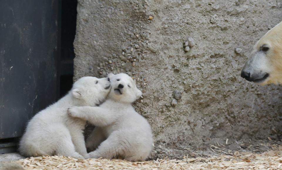 Twin polar bear cubs play next their mother Giovanna in their enclosure at Tierpark Hellabrunn in Munich