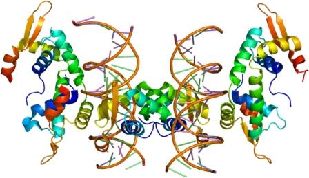 Stylized rendering of FOXP2 attached to DNA (Wikipedia, Creative Commons License)