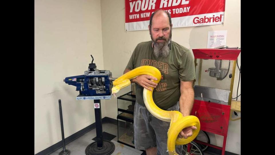 Albino python captured in Oklahoma 