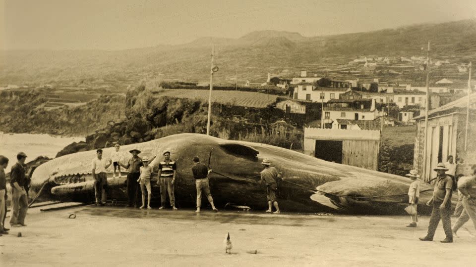 Whale hunting was still going strong in the Azores in the 1950s. - V. Giannella/De Agostini/Getty Images