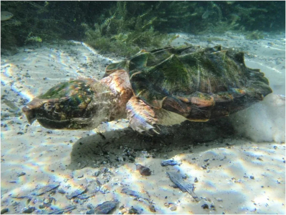 Alligator snapping turtle