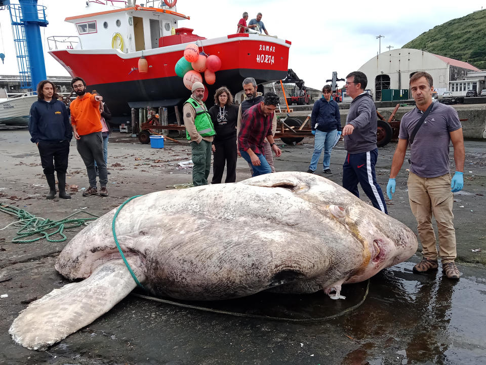 Investigadores con un pez luna gigante en la marina de Horta en el archipiélago de las Azores en Portugal en diciembre de 2021. (Atlantic Naturalist vía The New York Times).