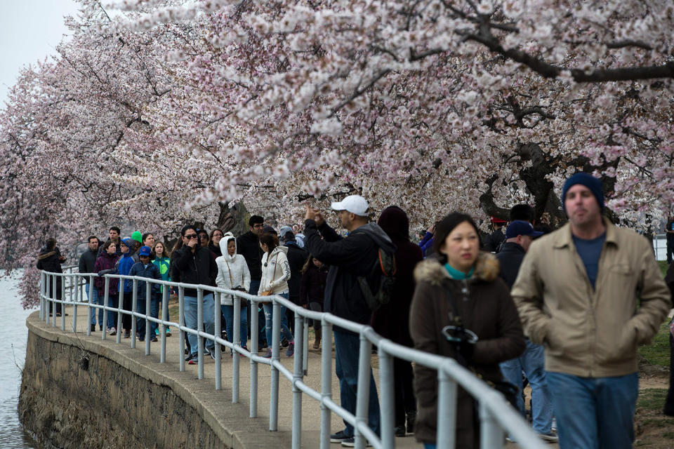 Washington’s cherry blossoms bloom despite cold snap