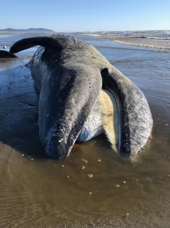 A stranded dead gray whale is pictured in Long Beach, Washington, U.S. in this handout photo