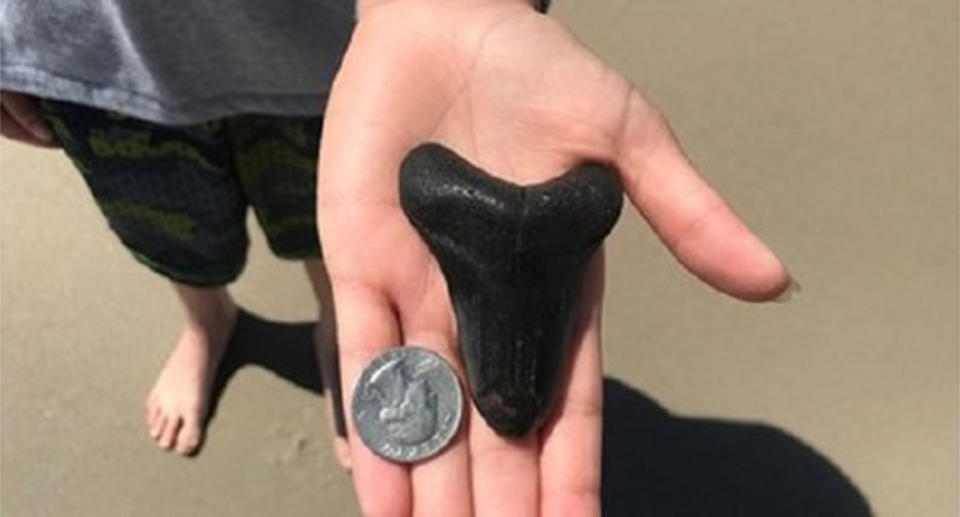 The size of the megalodon tooth when compared to a coin. Source: WECT News