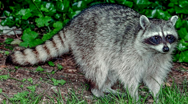 A raccoon in the wild.