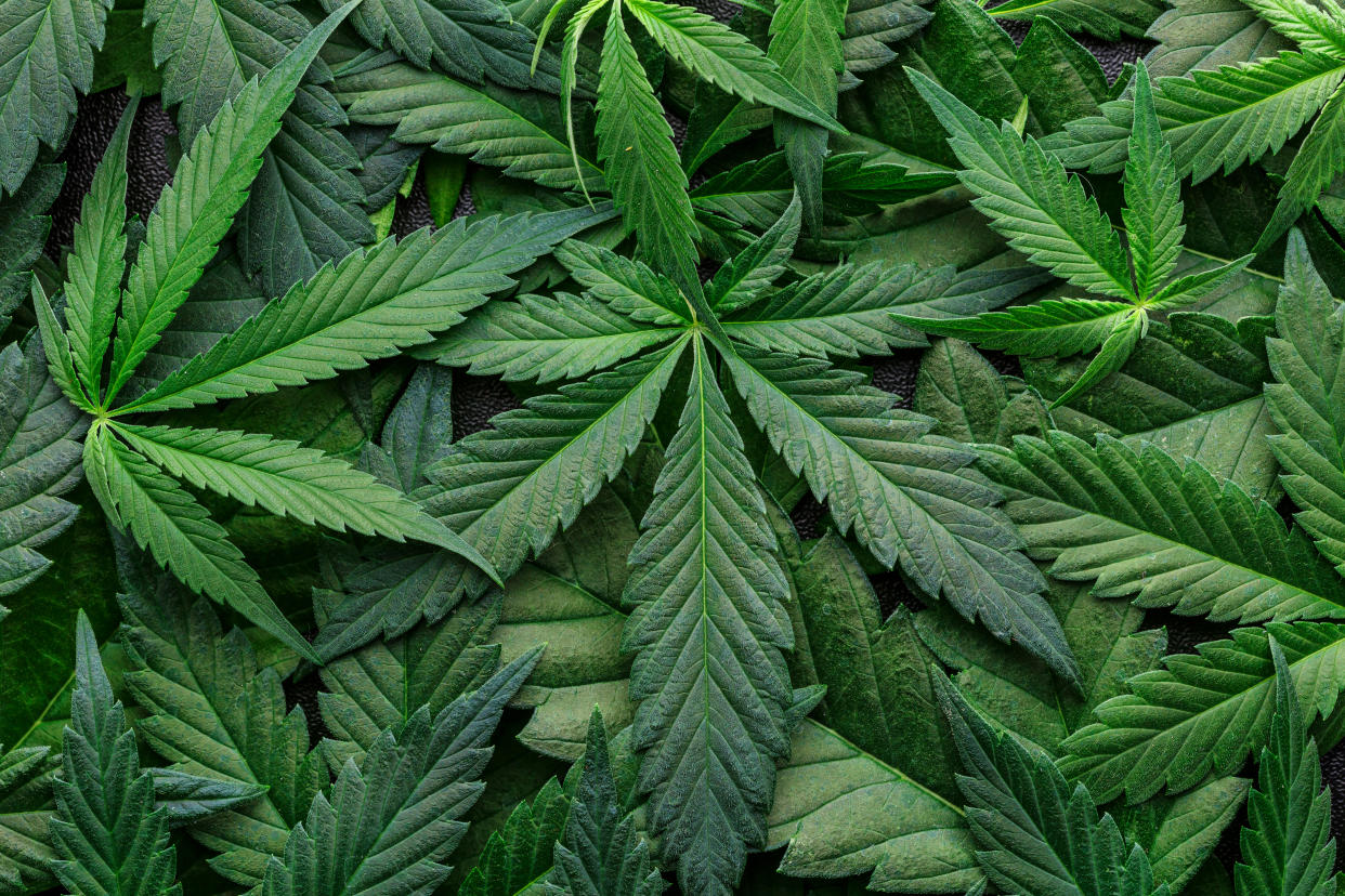 A bank of lush green leaves in a palmiform shape. 