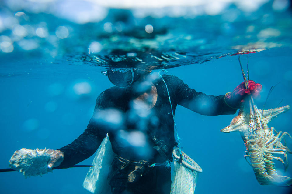 Un buzo sostiene vida marina cerca de Puerto Cabezas, Nicaragua, el 31 de enero de 2020. (Lena Mucha/The New York Times)