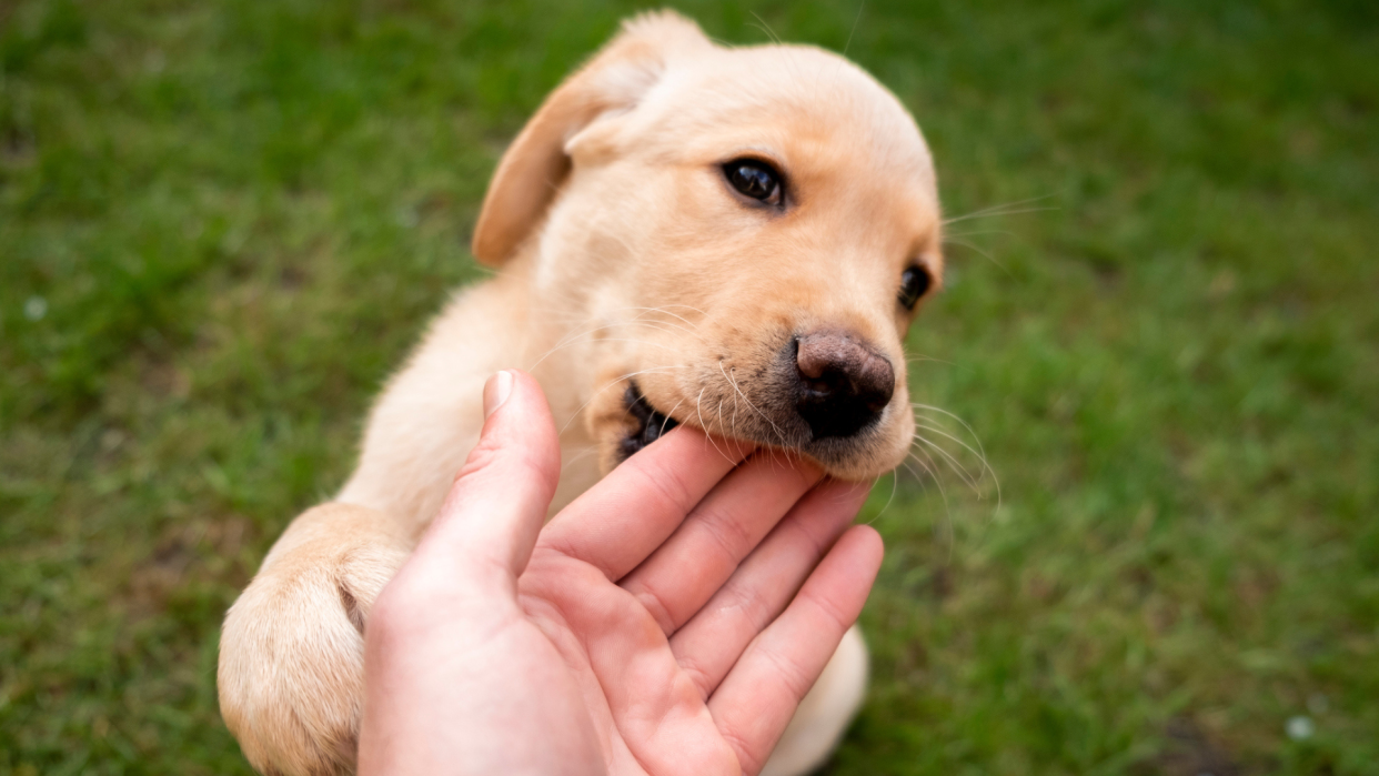  Golden Labrador Retriever puppy biting on owner's hand in a field. 