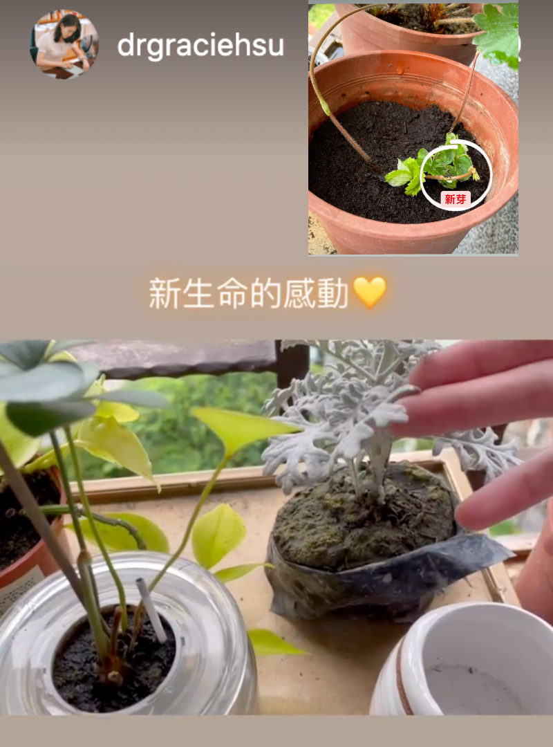 小三不倫風波後，許藍方戀上養貓與種植物，開心分享「新生命的感動」。（翻攝自許藍方IG）