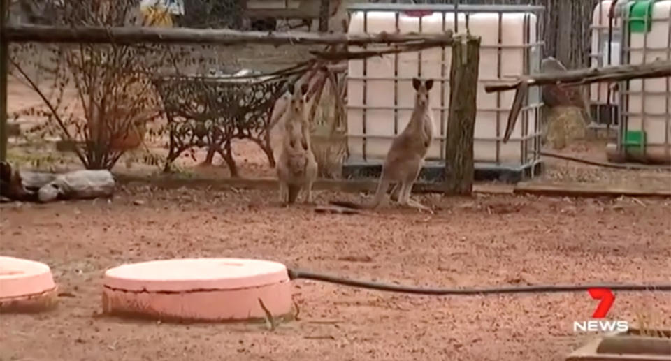 A woman has been attacked by kangaroo at Cypress Gardens near Toowoomba, Queensland.