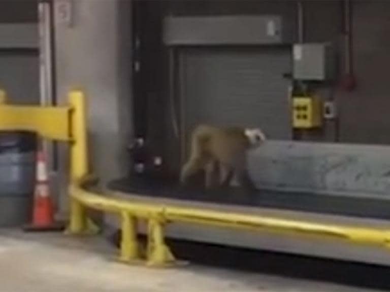 Monkey used in lab tests escapes and runs free in airport