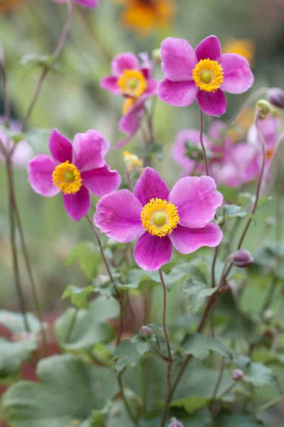 japanese anemone flowers in the garden