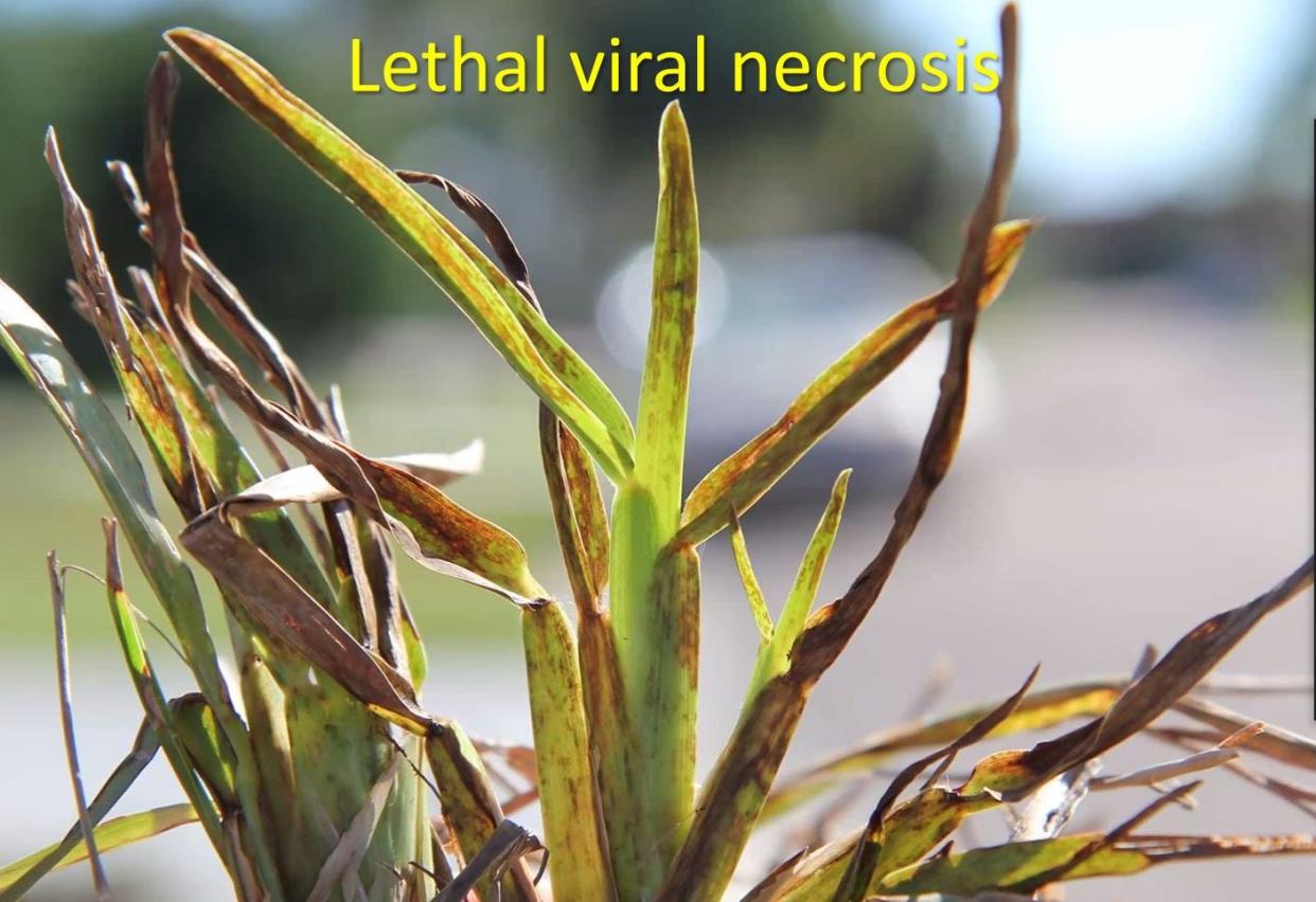 St. Augustine grass infected with lethal viral necrosis.