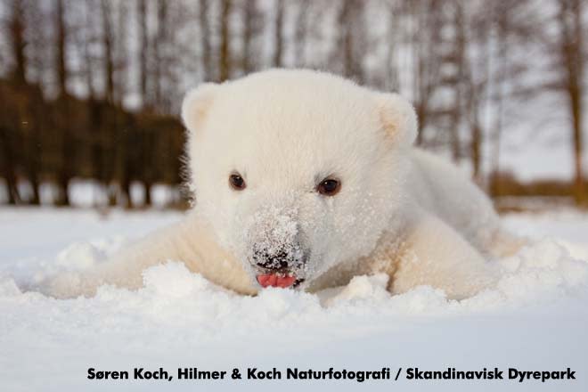 Siku, The Newest Polar Bear