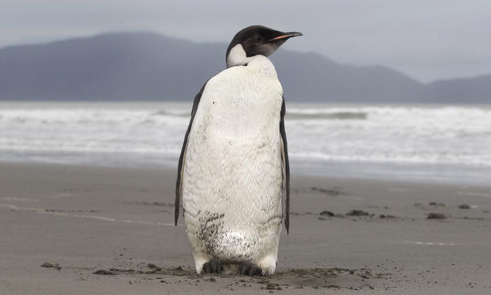 <span>Photograph: Mark Mitchell/AP</span>