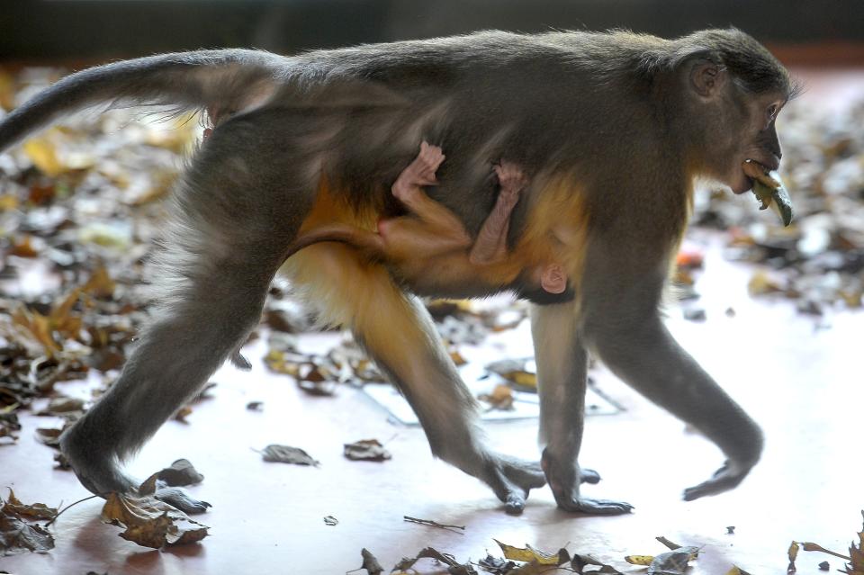 Esta foto del viernes 9 de noviembre del 2018 muestra a un mono mangabey de panza dorada con su crío recién nacido en el zoológico de Budapest, Hungría. (Attila Kovacs/MTI via AP)