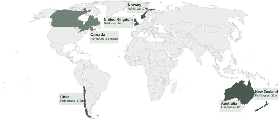 Pérdidas en la acuicultura del salmón (en millones) en todo el mundo durante el período 2012-2022 a partir de los datos recopilados | Singh, Gerald G., et al. Scientific Reports