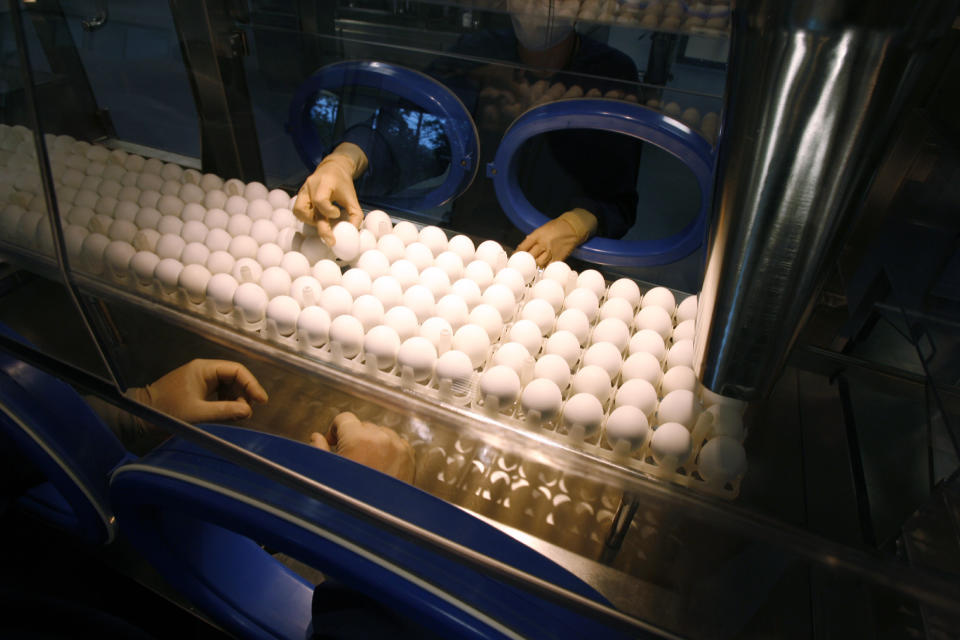 Solo en esta temporada de influenza se usaron 140 millones de huevos para producir vacunas contra la gripe. (Foto REUTERS/Tim Shaffer)