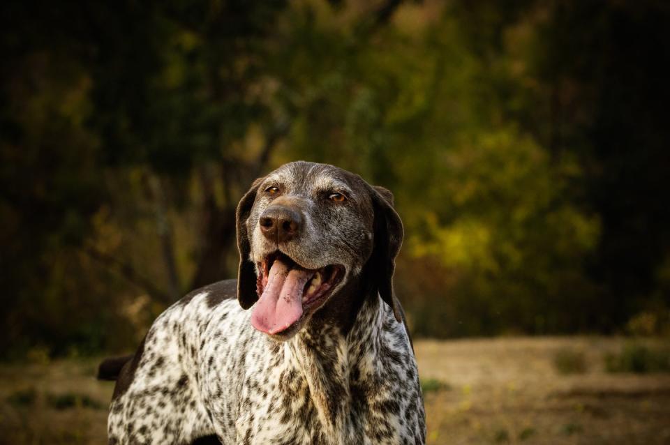 German Short-Haired Pointer Nature Outdoors Happy