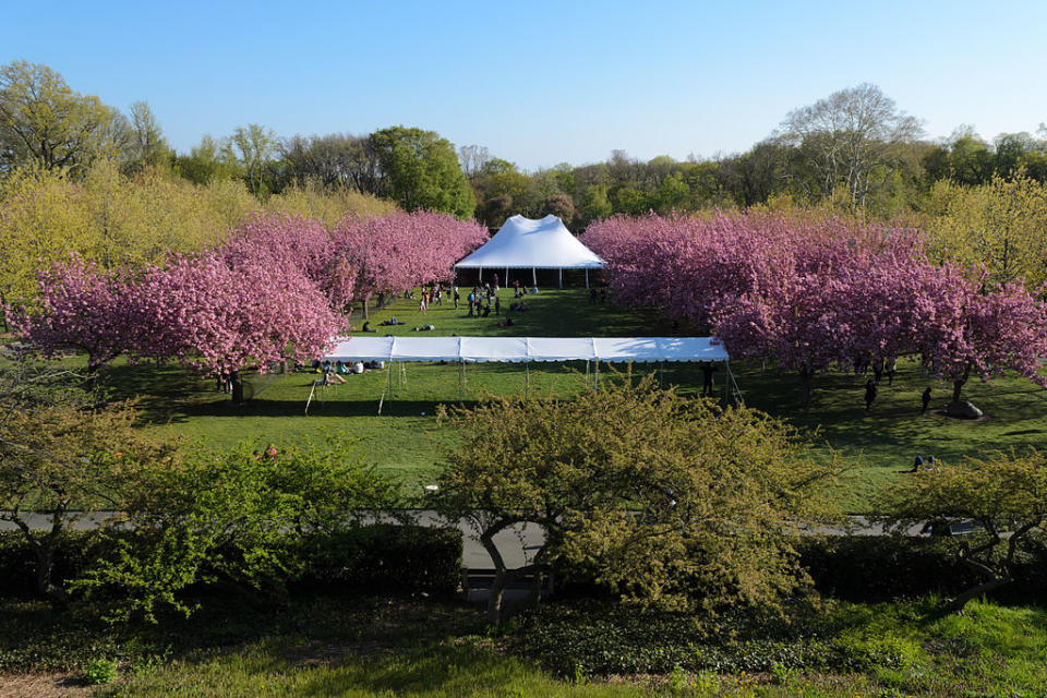 布魯克林植物園 (Photo by King of Hearts, License: CC BY-SA 3.0, Wikimedia Commons提供)