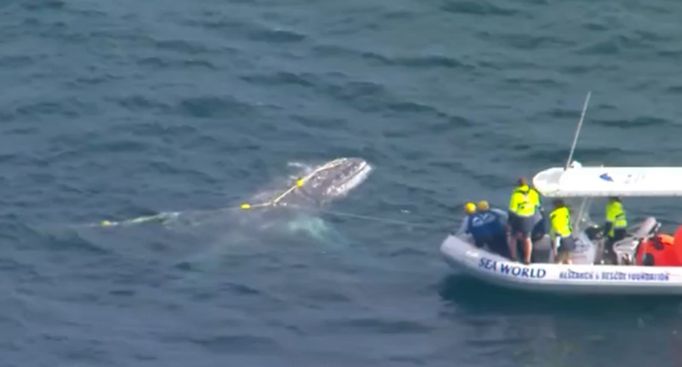 A seventh whale has been caught in the Queensland government's controversial shark nets. Source: Channel 7