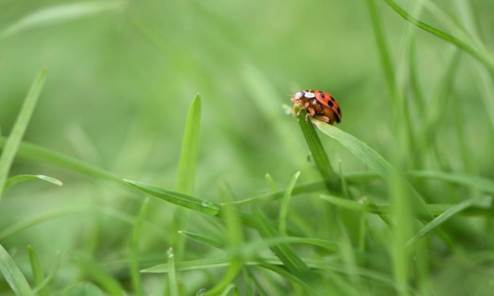 <span>Photograph: Emma Adams/Alamy</span>