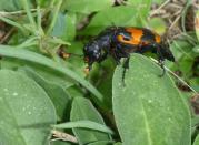 <p><strong>American Burying Beetle </strong></p><p>Good thing Rhode Island is a small state because we wouldn’t want to run into many of these creepers.</p>