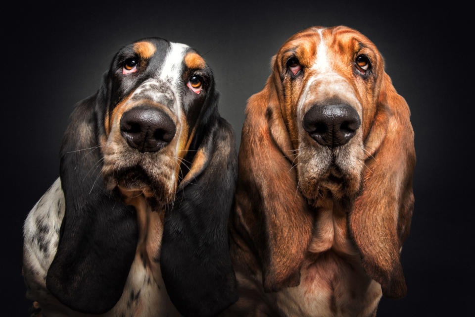 Basset Hounds