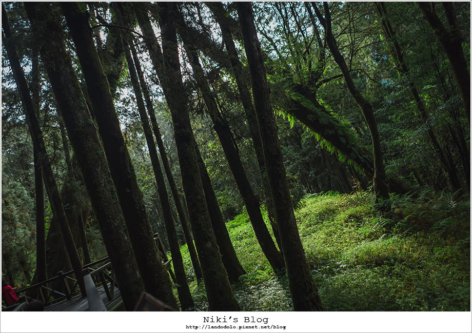 阿里山輕旅行