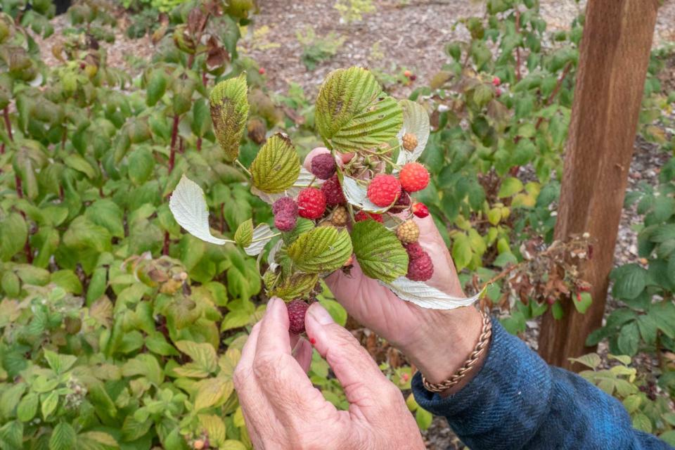 Picking raspberries at Bee's Knees Fruit Farm in SLO