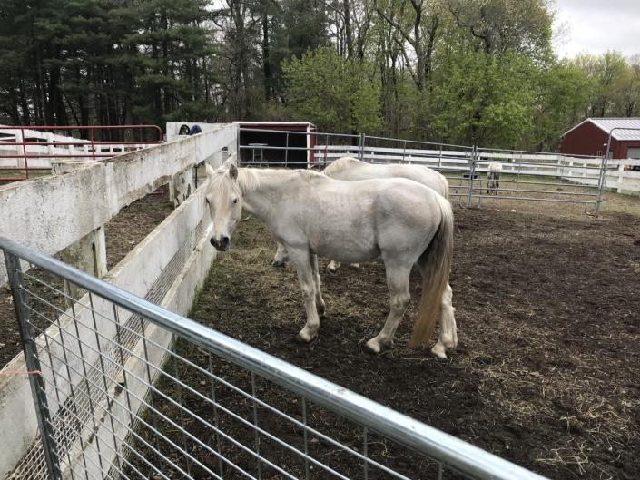The Animal Rescue League of Boston is providing care to three ponies that were allegedly neglected by a Berkley horse breeder